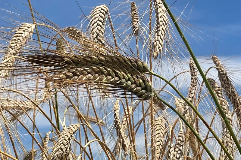 Emmer auf einem Feld.
