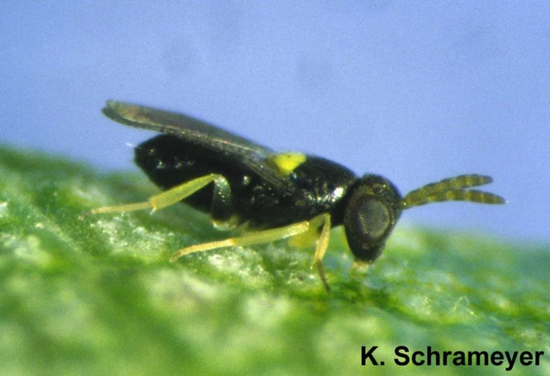 Coccophagus lycimnia (Schlupfwespenart)