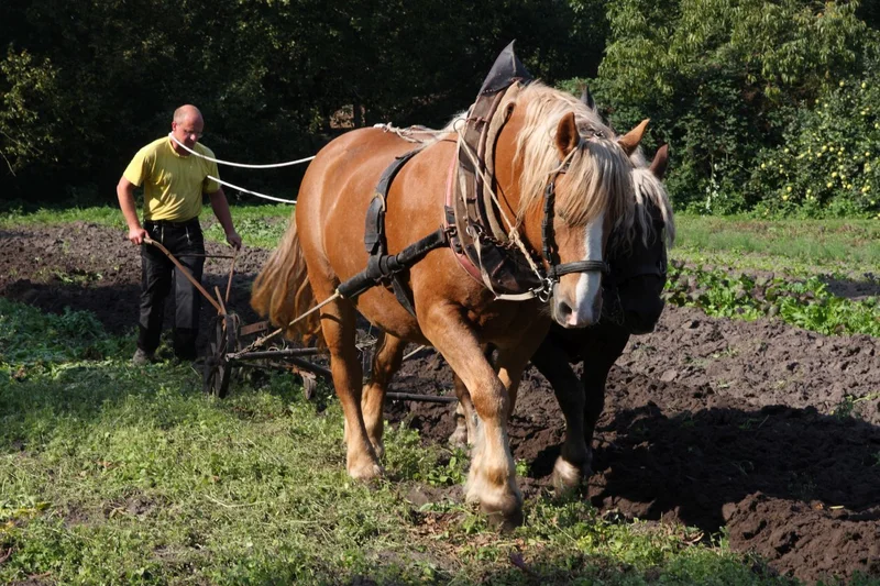 Zugpferde bei der Feldarbeit.