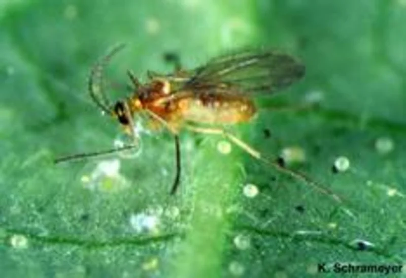 Feltiella acarisuga (Gallmückenart)