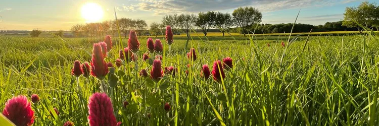 Feld mit Rotklee