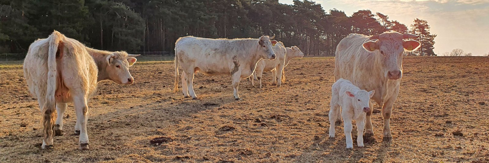 Kühe auf dem Winteracker