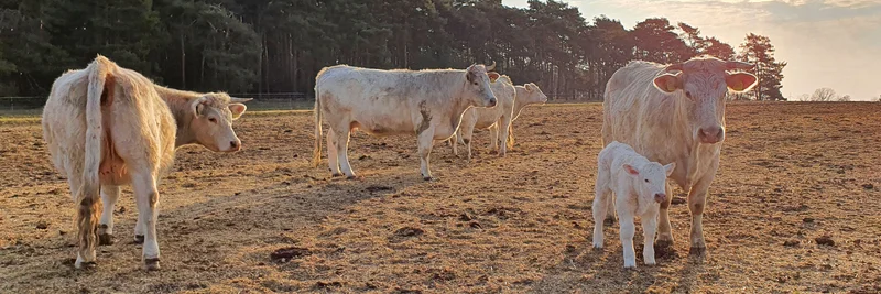 Kühe auf dem Winteracker
