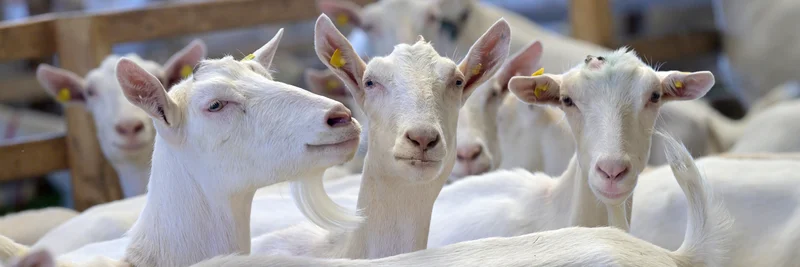 Ziegen in der ökologischen Landwirtschaft.