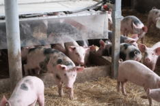 Haltung und Fütterung von Öko-Schweinen optimieren