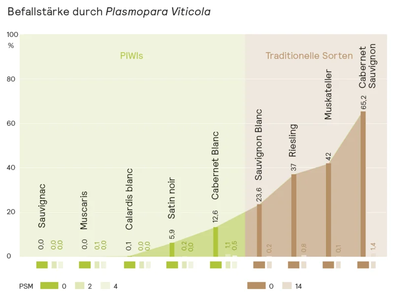 Grafik zur Befallstärke durch Plasmopara viticola an Trauben in 2024. Klick führt zu Großansicht im neuen Fenster.