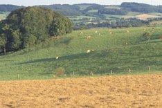 Agrarlandschaft, Foto: Dominic Menzler