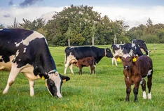 Rieckens Eichhof & Rieckens Landmilch