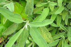 Falscher Mehltau (Peronospora salvia officinalis)