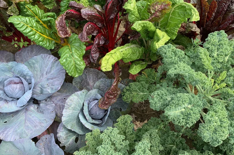 Kohl und Mangold.