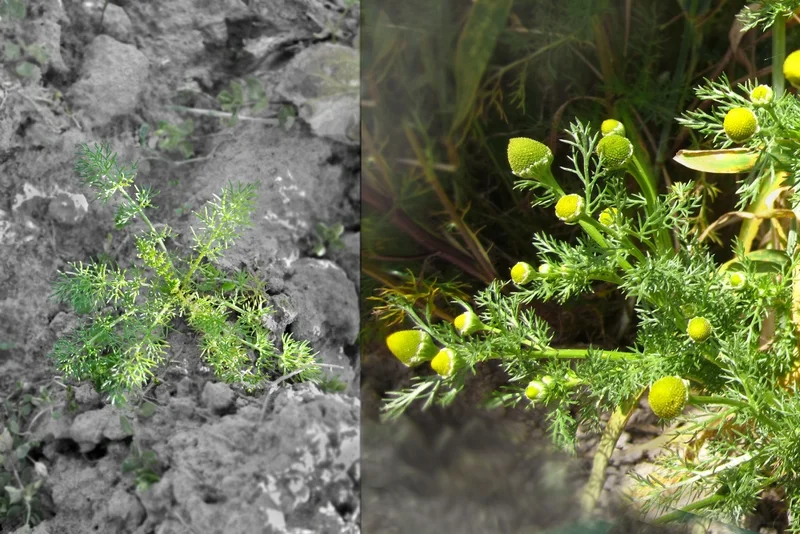 Strahlenlose Kamille (Matricaria discoidea)