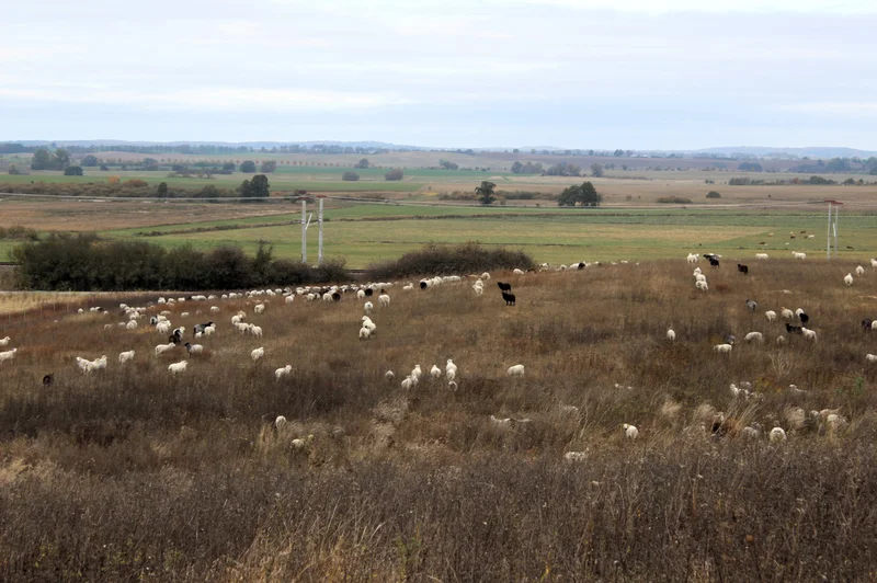 Schafe in Brandenburger Landschaft.
