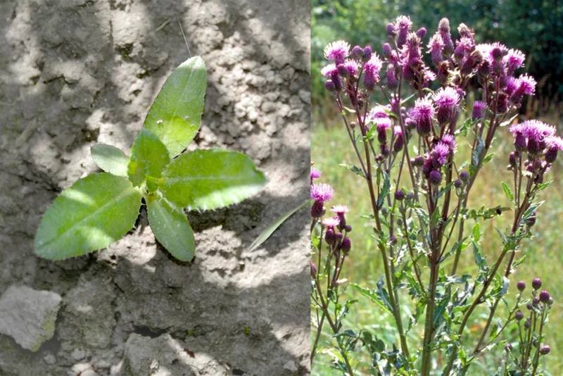Acker-Kratzdistel (Cirsium arvense)