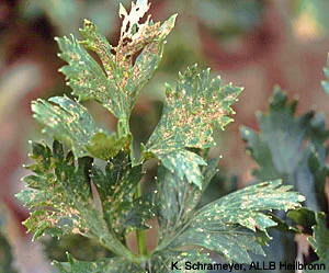 Fleckenbildung am Sellerieblatt durch Septoria