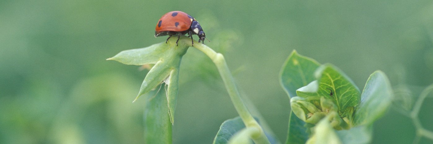 Marienkäfer auf Pflanze