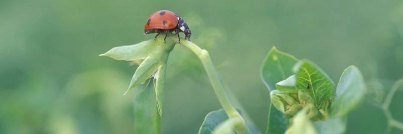 Marienkäfer auf Pflanze