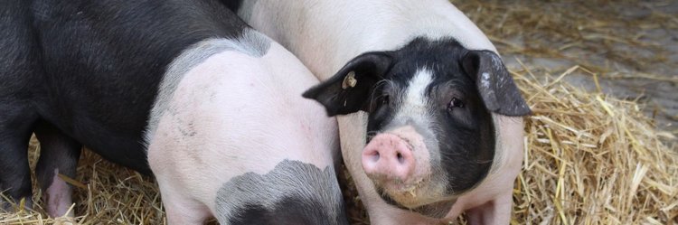 Ferkel im Stroh