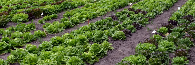 Verschiedene Salate, Foto: U. Behrendt
