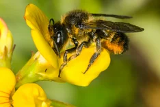 Bunte Blattschneiderbiene (Megachile versicolor, SMITH 1844)