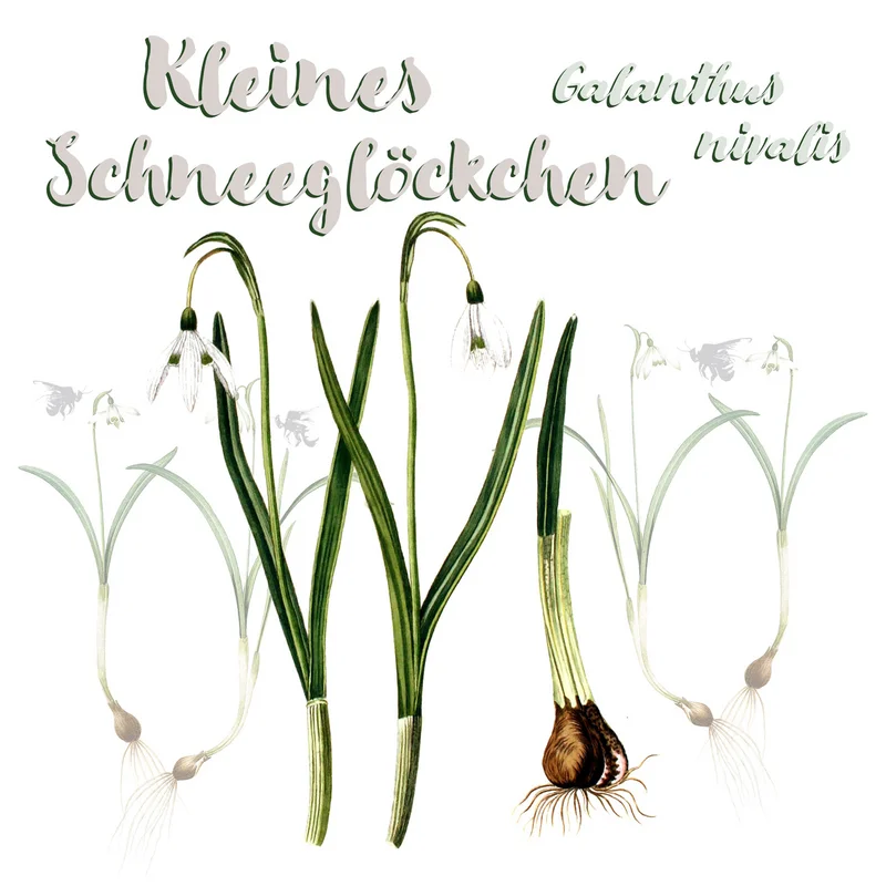 Grafik Kleines Schneeglöckchen. Klick führt zu Großansicht im neuen Fenster.
