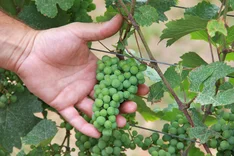 Vorsicht Greenwashing: Neue EU-Regeln treffen die Weinbranche