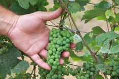 Hand hält Weinreben.