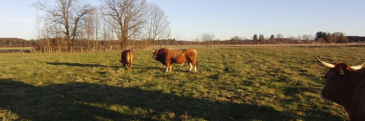 Rotbraune Rinder auf der Weide