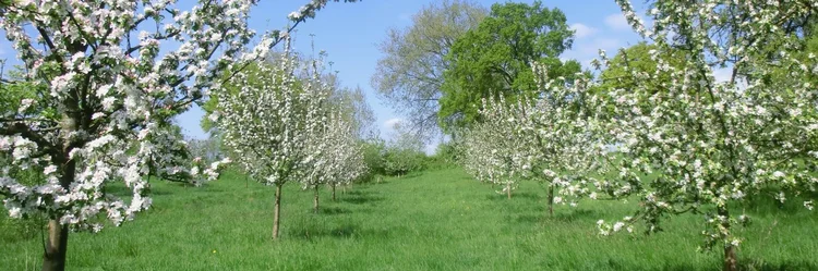 Obstbäume