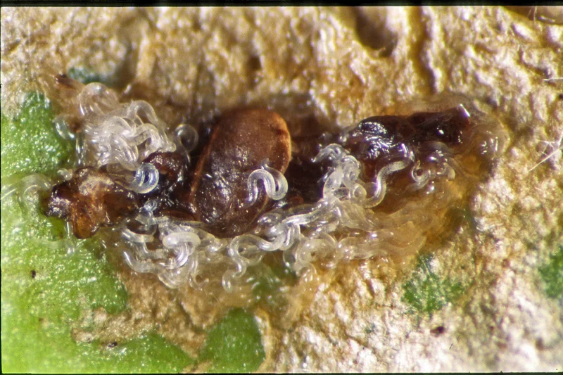 Nematoden (Phasmarhabditis hermaphrodita)
