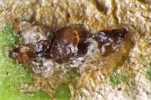 Phasmarhabditis hermaphrodita