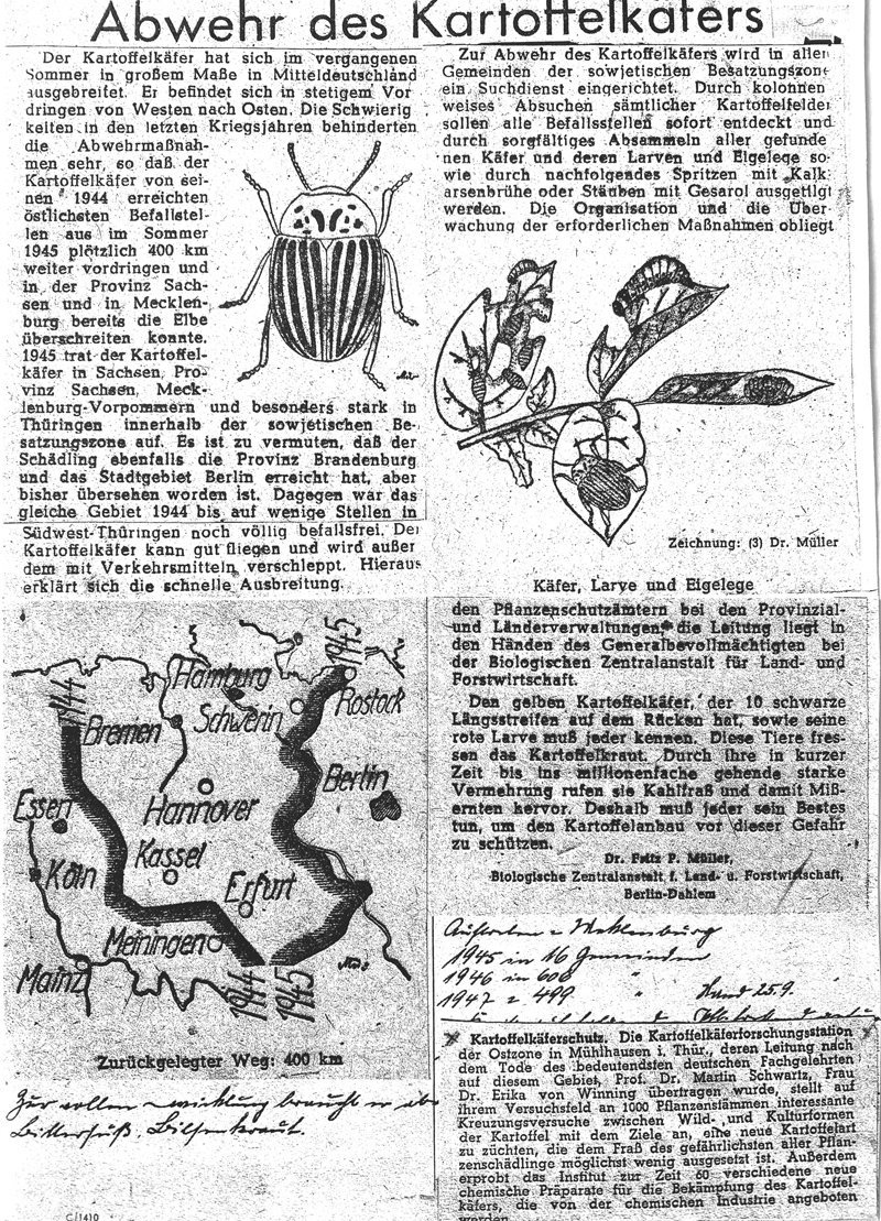 Zeitungsartikel des Rostocker Anzeigers von 1945 über Kartoffelkäfer. Klick führt zu Großansicht in neuem Fenster, Schließen mit ESC.
