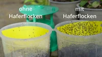 Monitoring im Gewächshaus