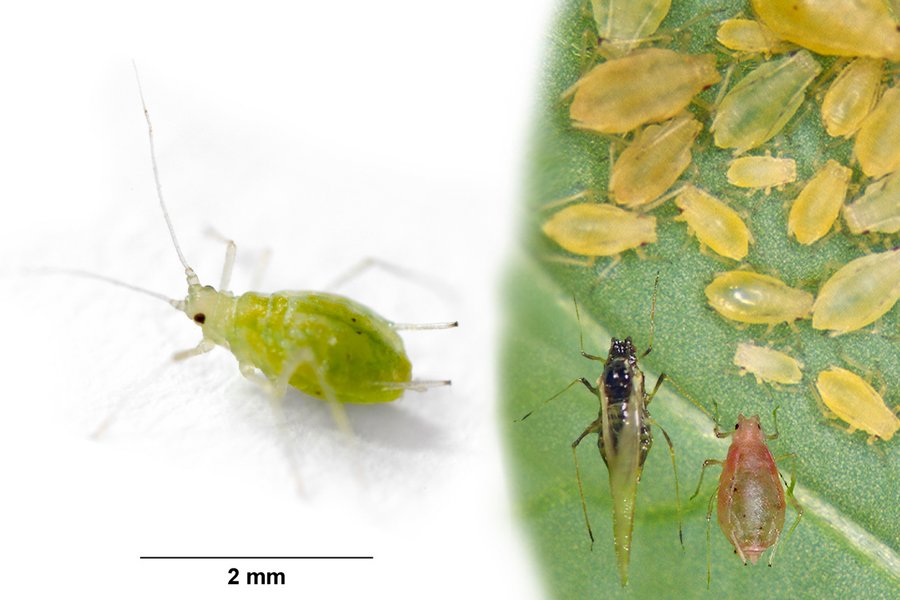Grne Pfirsichblattlaus (Myzus persicae)