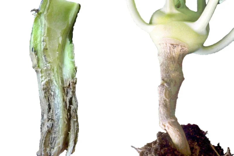 Umfallkrankheit (Phoma lingam)