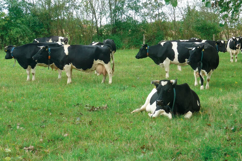 Milchkühe auf der Weide