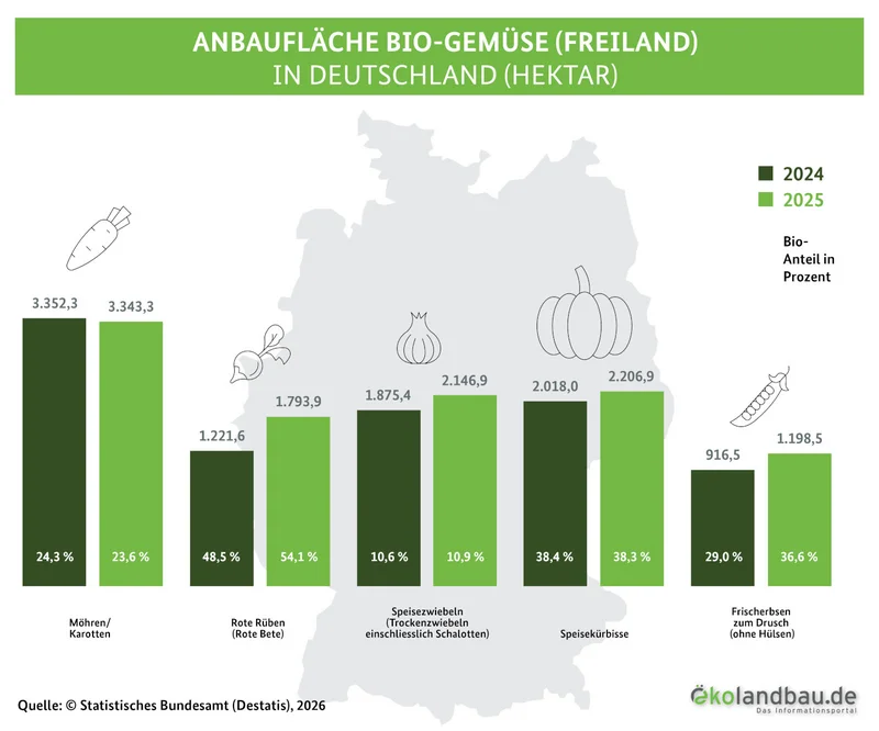Anbauflächen von Bio-Gemüse in Deutschland, 2024 und 2025 in Hektar und Bio-Anteil in Prozent.