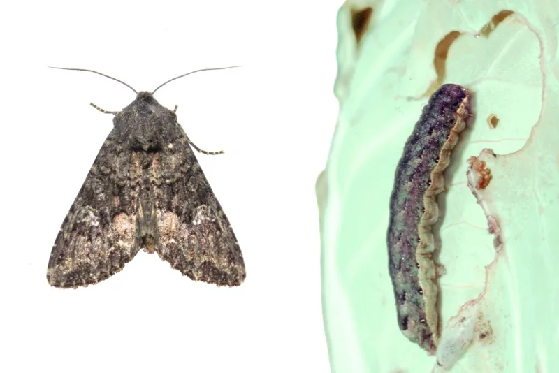 Kohleule (Mamestra brassicae)