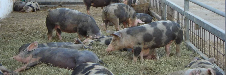 Bunte Bentheimer Landschweine
