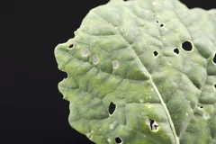Lochfraß am Blatt