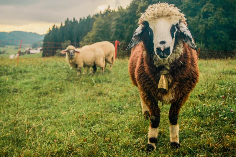 Bergschaf auf Weide. Klick führt zu Großansicht.