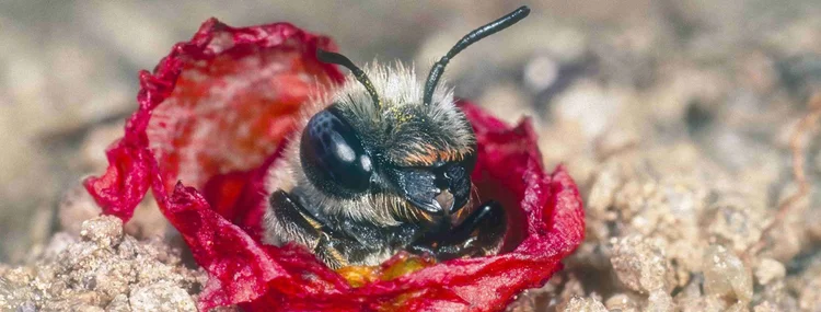 Mohn-Mauerbiene schaut aus einem Nestloch mit Mohnblüten