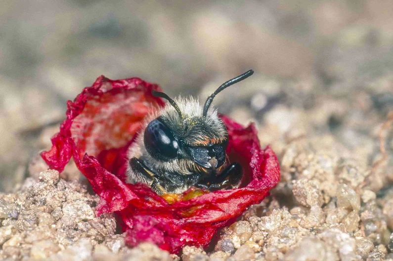 Mohn-Mauerbiene Mohn-Mauerbiene (Klick öffnet neues Fenster)