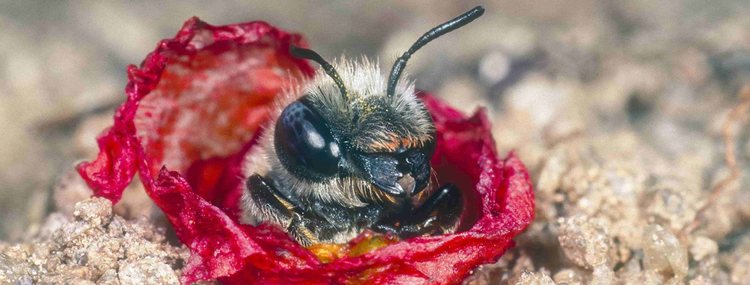 Mohn-Mauerbiene schaut aus einem Nestloch mit Mohnblüten