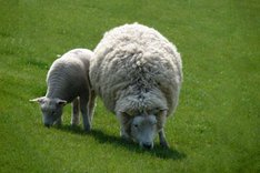 Zwei Schafe auf der Weide.