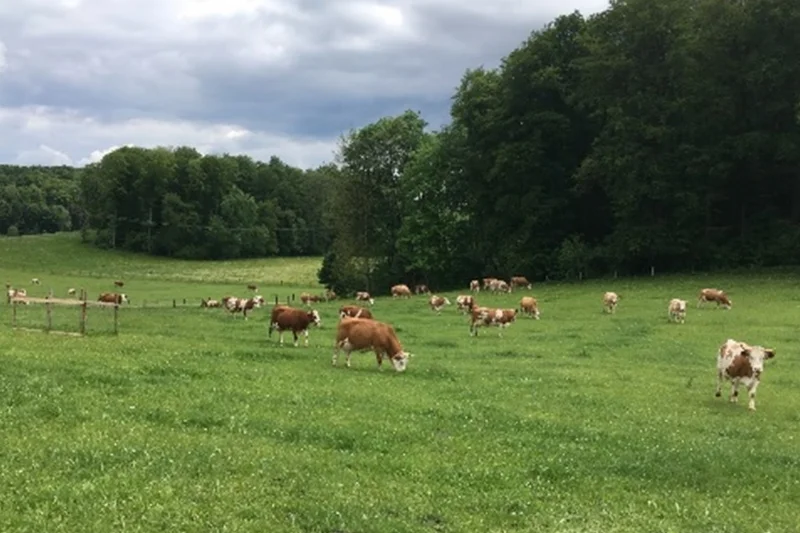 Kühe auf der Weide.. Klick führt zu Großansicht im neuen Fenster.