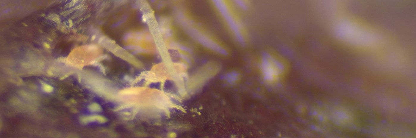 Homeopronematus anconai auf Holunderblatt