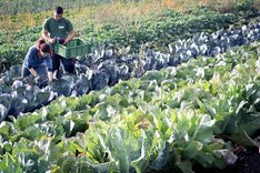 Zwei Menschen auf einem Gemüsefeld bei der Ernte. Klick führt zu Großansicht.