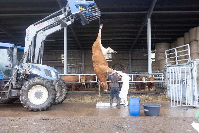 Rind hängt zum Entbluten kopfüber an einer Kette am Frontlader eines Traktors. Im Hintergrund ein Rinderstall.
