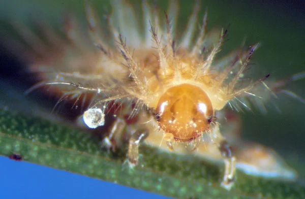Chilocorus nigritus (Marienkäferart)