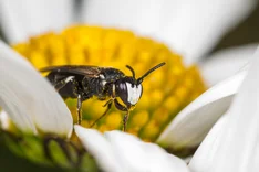 Rainfarn-Maskenbiene (Hylaeus nigritus, FABRICIUS 1798)